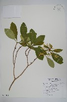 藏品(蘭嶼馬蹄花)的圖片