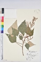 藏品(白匏子)的圖片