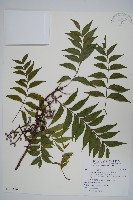 藏品(黃連木、爛心木)的圖片