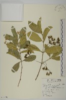 藏品(交趾衛矛)的圖片