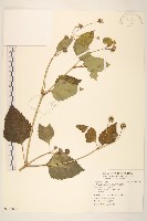 藏品(雙花蟛蜞菊)的圖片