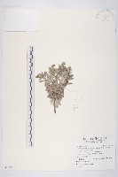 藏品(蘄艾、芙蓉菊)的圖片