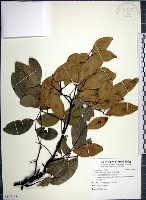 藏品(疏花魚藤)的圖片