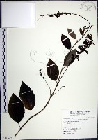 藏品(大葉山螞蝗)的圖片