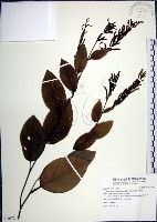 藏品(大葉山螞蝗)的圖片