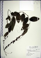 藏品(大葉山螞蝗)的圖片