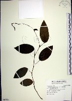 藏品(大葉山螞蝗)的圖片