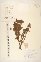 藏品(東北蒲公英)的圖片