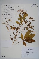 藏品(醉蝶花)的圖片