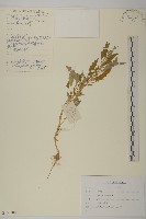 藏品(灰綠藜)的圖片