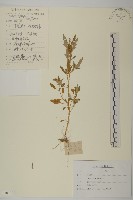 藏品(灰綠藜)的圖片