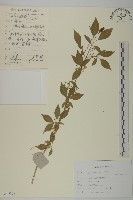 藏品(衛矛)的圖片