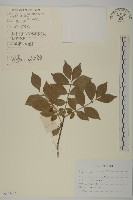 藏品(衛矛)的圖片