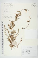 藏品(日本菟絲子)的圖片