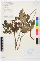 藏品(單穗升麻)的圖片