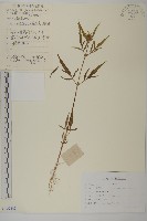 藏品(狼把草)的圖片