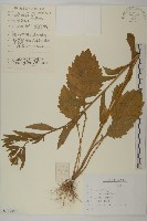 藏品(山白蘭)的圖片