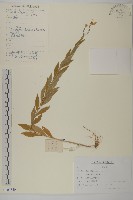 藏品(圓苞紫菀)的圖片