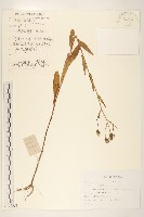 藏品(興安毛蓮菜)的圖片
