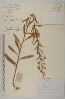 藏品(短星菊)的圖片