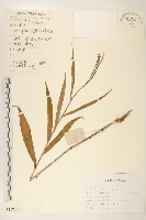 藏品(鵝仔草)的圖片