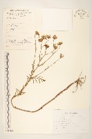 藏品(大花千里光)的圖片