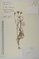 藏品(矢車菊)的圖片