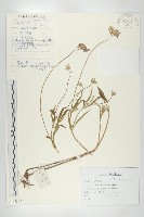 藏品(窄葉藍盆花)的圖片