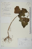 藏品(蒼耳)的圖片