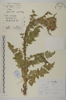 藏品(飛廉)的圖片