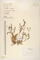 藏品(狹葉山苦菜)的圖片