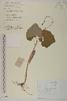 藏品(腺梗菜)的圖片