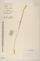 藏品(加拿大蓬)的圖片