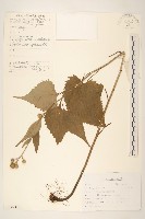 藏品(長白鳳毛菊)的圖片