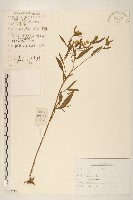 藏品(飛蓬)的圖片