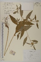 藏品(煙管草)的圖片