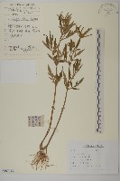 藏品(狼把草)的圖片