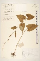 藏品(長白鳳毛菊)的圖片