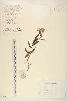 藏品(旋覆花)的圖片