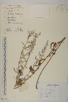 藏品(牡蒿)的圖片