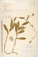 藏品(苦實菜)的圖片