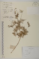 藏品(小花鬼針草)的圖片