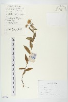 藏品(歐亞旋覆花)的圖片