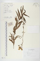藏品(山柳菊)的圖片