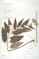 藏品(長葉鳳毛菊)的圖片