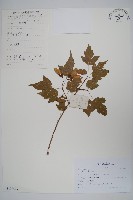 藏品(梣葉槭)的圖片