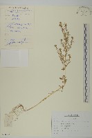 藏品(地膚、掃手草)的圖片