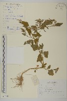 藏品(藜、灰藜)的圖片