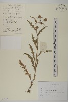 藏品(林薊)的圖片