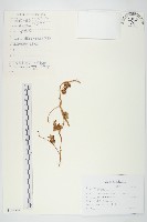 藏品(日本菟絲子)的圖片